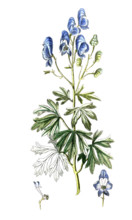 Aconitum camarum
