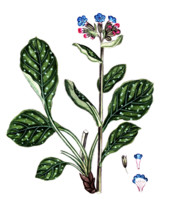 Pulmonaria officinalis