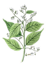 Styrax benzoin
