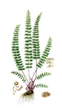 Asplenium trichomanes