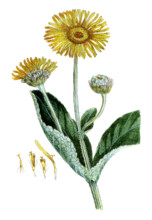 Inula helenium