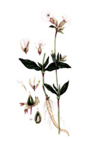 Lychnis dioica