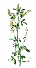 Melilotus officinalis