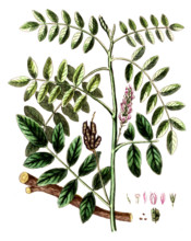 Glycyrrhiza glabra