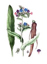 Anchusa officinalis
