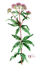 Eupatorium cannabinum