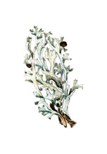 Lichen islandicus