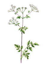 Chaerophyllum sylvestre