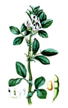 Vicia faba