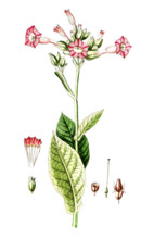 Nicotiana tabacum