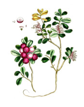Vaccinium vitis idaeus