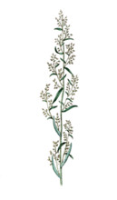 Artemisia dracunculus