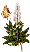Rheum palmatum