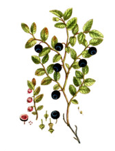 Vaccinium myrtillus