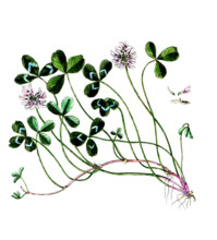 Trifolium repens