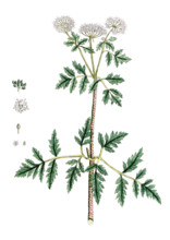 Lysimachia numularia