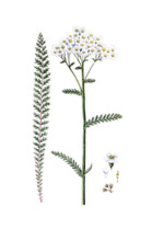 Achillea millefolium