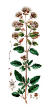 Origanum