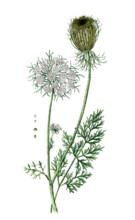 Daucus carota