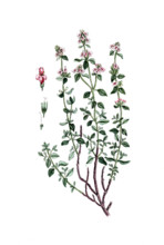 Thymus vulgaris