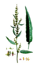Rumex acutus