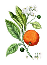Citrus aurantinus
