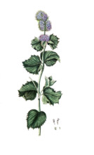 Mentha crispa