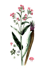 Cynoglossum officinale