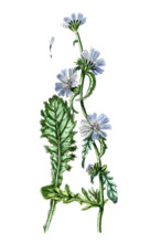 Cichorium endivia. Endive