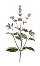 Mentha piperita