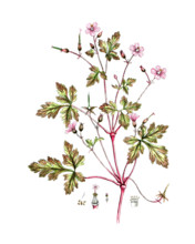 Geranium robertanum