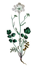 Pimpinella saxifraga