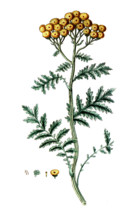 Tanacetum vulgare