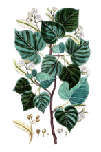 Tilia europaea