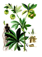 Helleborus viridis