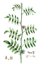 Glycyrrhiza echinata