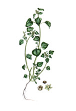 Chenopodium vulvaria