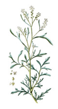Lepidium sativum