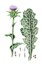 Carduus marianus