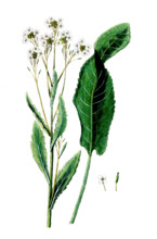 Cochlearia armoracia