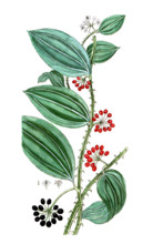 Smilax sassaparilla