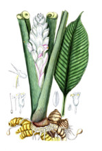 Curcuma longa