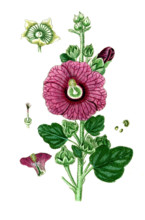 Alcea rosea