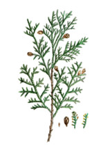 Thuja occidentalis