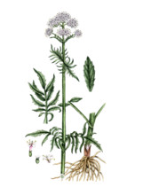 Valeriana officinalis