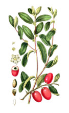 Valeriana officinalis