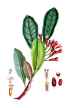 Caryophyllus aromaticus