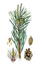 Pinus sylvestris