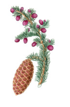 Pinus abies