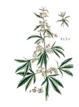 Cannabis sativa